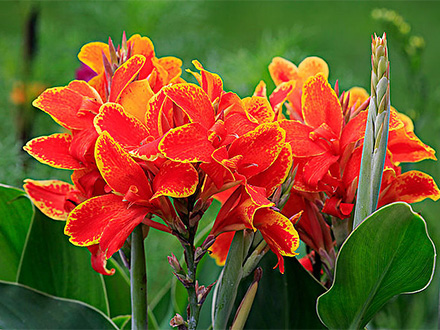 摩根娱乐50186藻类植物