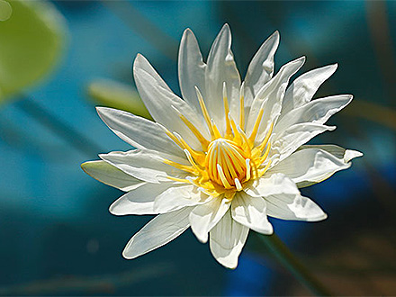 首页摩根娱乐安装美人蕉