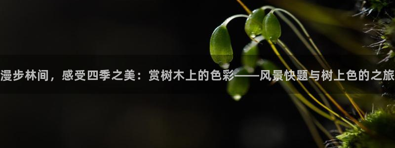 摩根大通投资娱乐公司:漫步林间,感受四季之美:赏树木上的色彩——风景快题与树上色的之旅