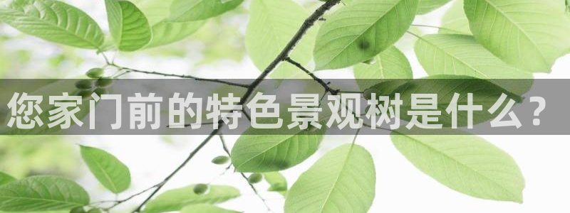 摩根娱乐宝杀单吗:您家门前的特色景观树是什么?